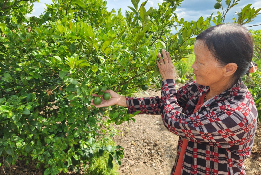 Ở vùng Đông Trường Sơn xuất hiện những vườn na hoàng hậu, nhãn lúc lỉu, huyện đầu tư cả đường ô tô - Ảnh 5.