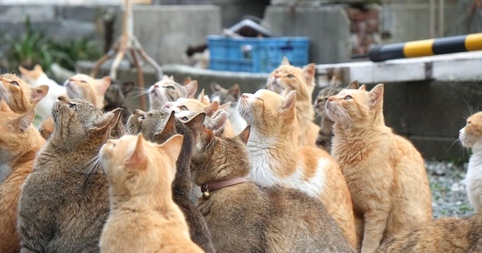 Đảo mèo chỉ có 6 người sống ở Nhật Bản - Ảnh 1.