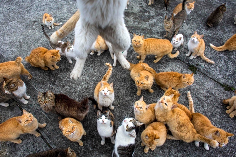 Đảo mèo chỉ có 6 người sống ở Nhật Bản - Ảnh 2.
