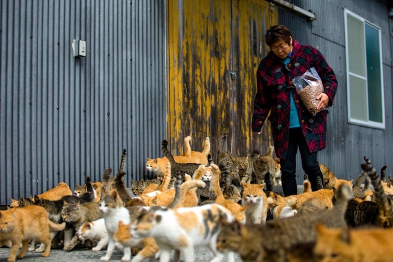 Đảo mèo chỉ có 6 người sống ở Nhật Bản - Ảnh 3.