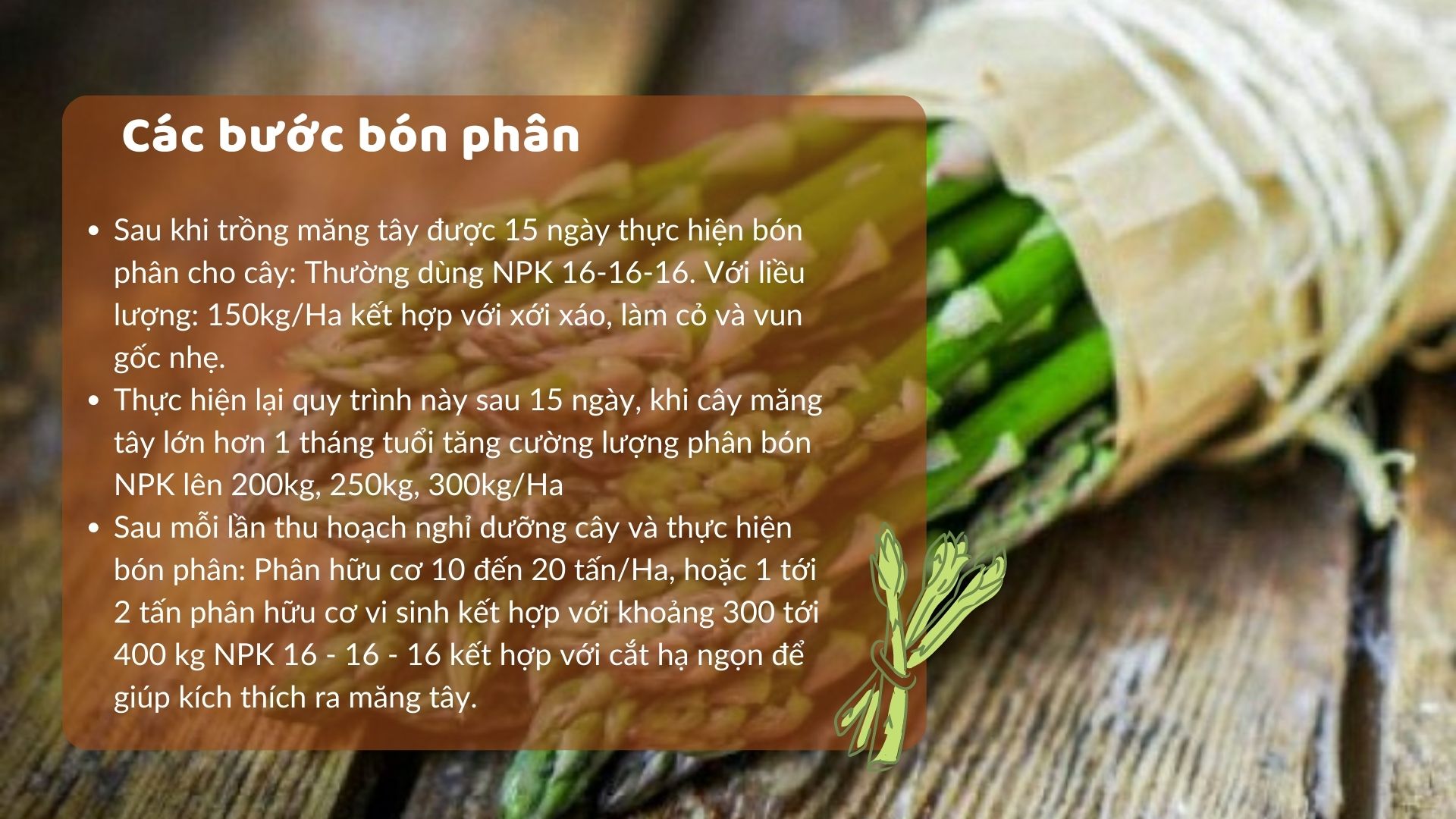 SỔ TAY NHÀ NÔNG: Mách bà con bí kíp chăm sóc măng tây đơn giản, hiệu quả - Ảnh 3.