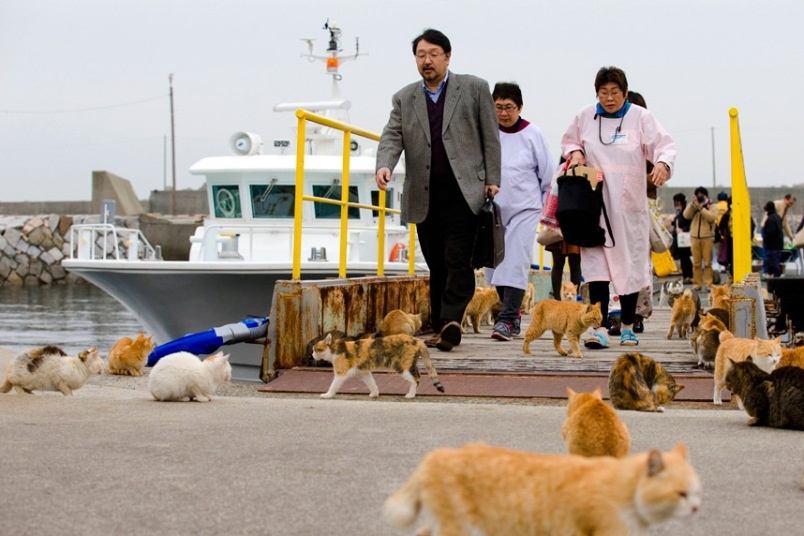 Đảo mèo chỉ có 6 người sống ở Nhật Bản - Ảnh 4.