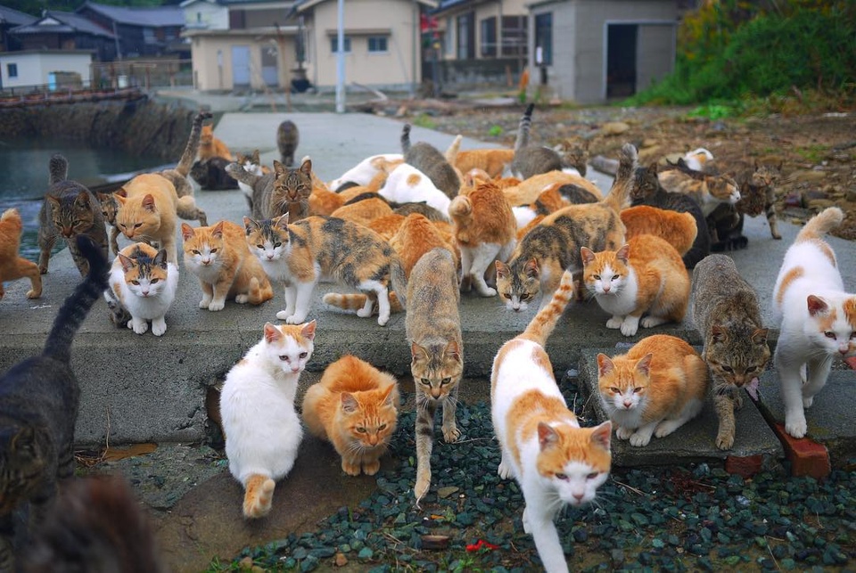 Đảo mèo chỉ có 6 người sống ở Nhật Bản - Ảnh 5.