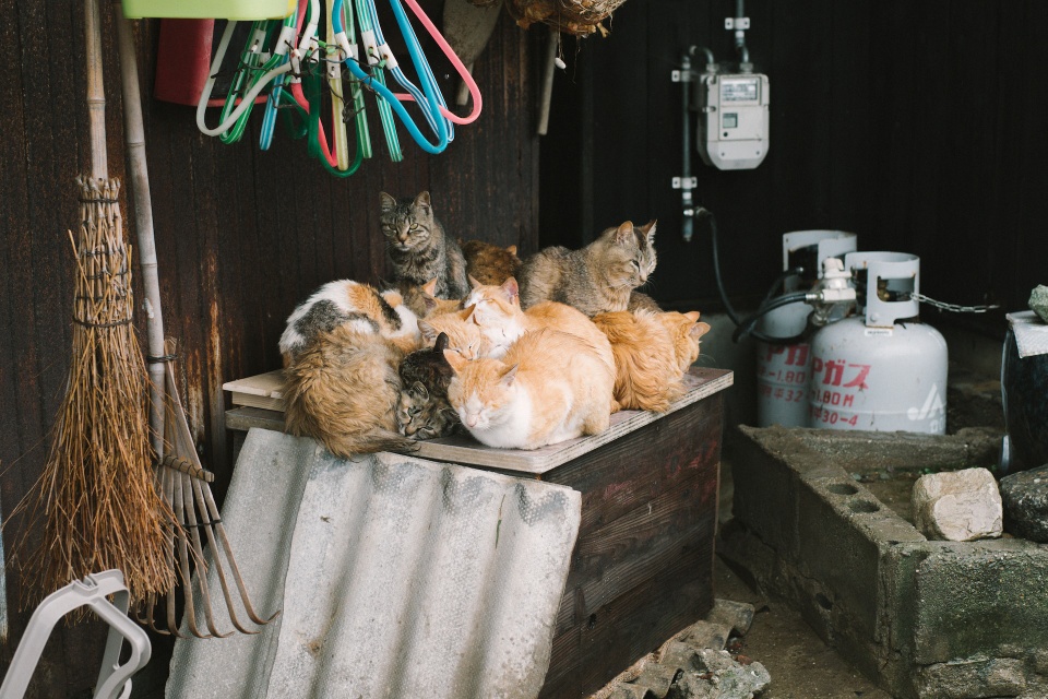 Đảo mèo chỉ có 6 người sống ở Nhật Bản - Ảnh 6.