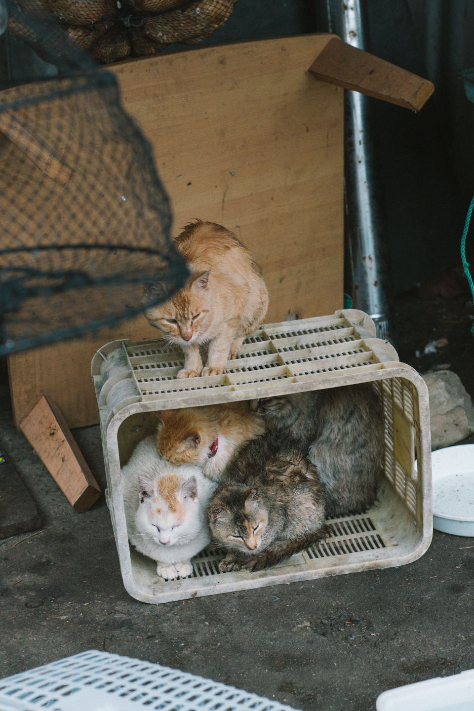 Đảo mèo chỉ có 6 người sống ở Nhật Bản - Ảnh 7.