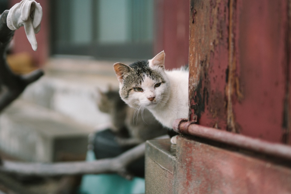 Đảo mèo chỉ có 6 người sống ở Nhật Bản - Ảnh 8.