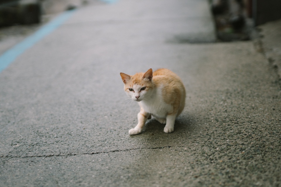 Đảo mèo chỉ có 6 người sống ở Nhật Bản - Ảnh 9.