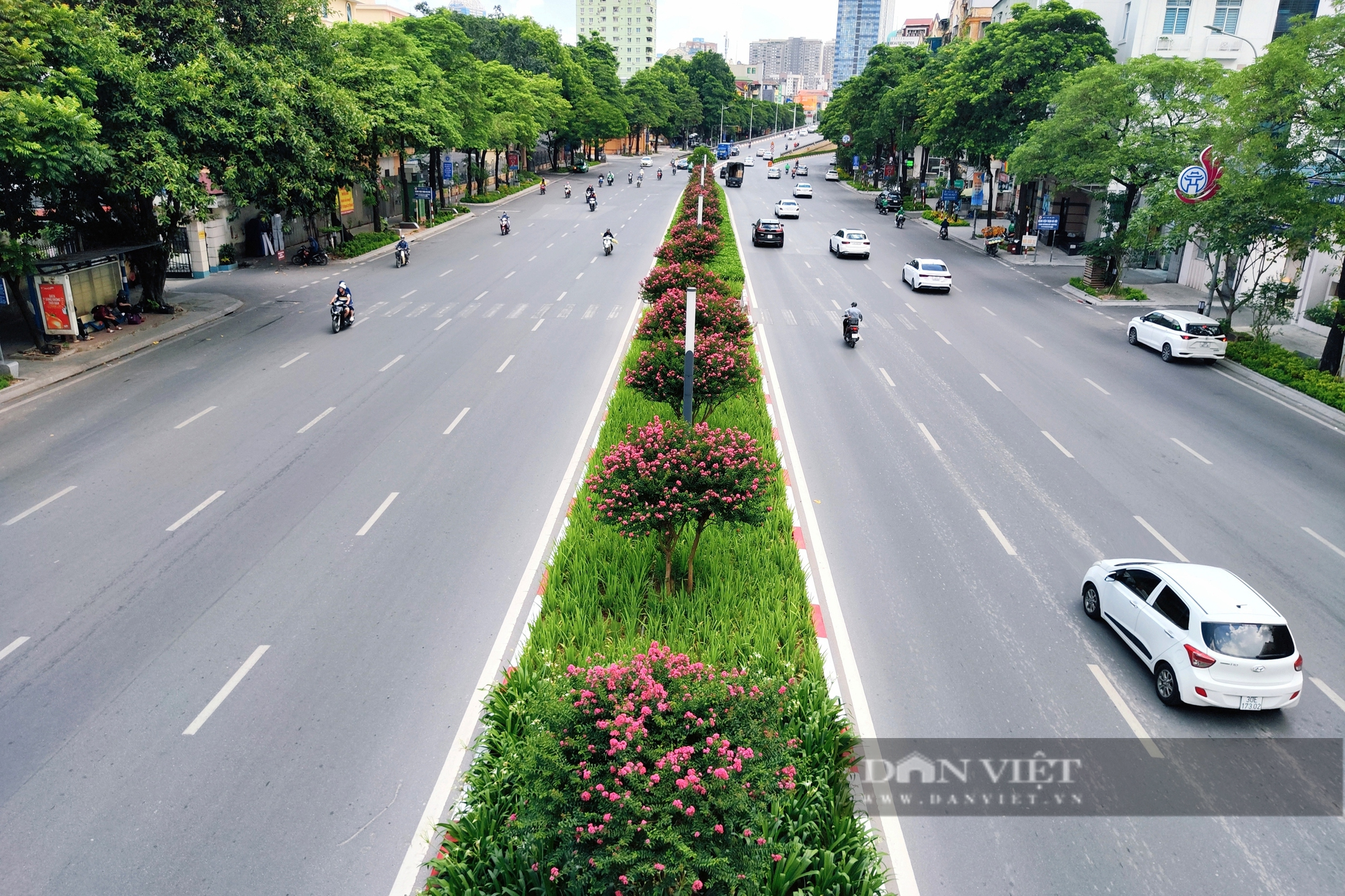 Hàng phong lá đỏ chết khô bị nhổ bỏ, hoa tương vi phủ sắc hồng trên đường Nguyễn Chí Thanh - Ảnh 1.