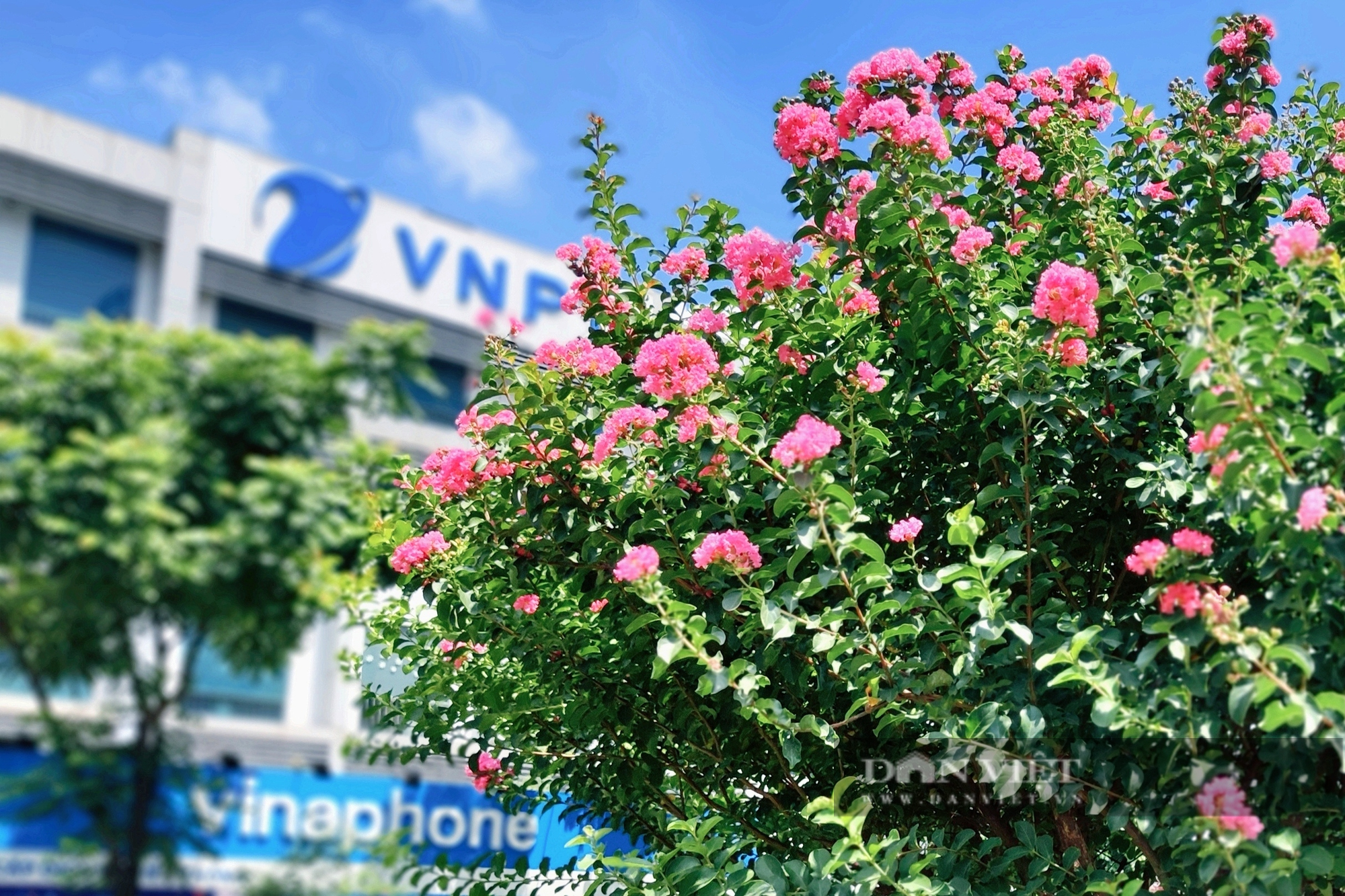 Hàng phong lá đỏ chết khô bị nhổ bỏ, hoa tương vi phủ sắc hồng trên đường Nguyễn Chí Thanh - Ảnh 8.