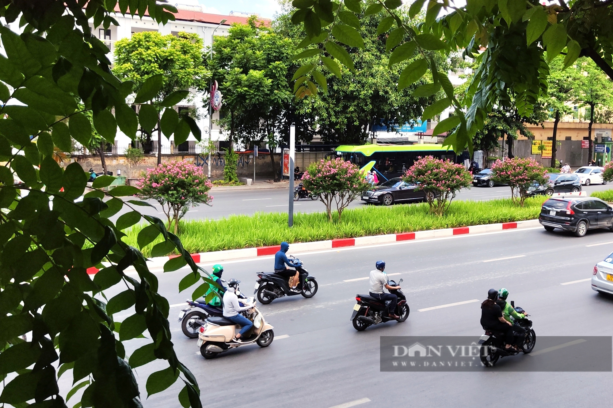 Hàng phong lá đỏ chết khô bị nhổ bỏ, hoa tương vi phủ sắc hồng trên đường Nguyễn Chí Thanh - Ảnh 11.