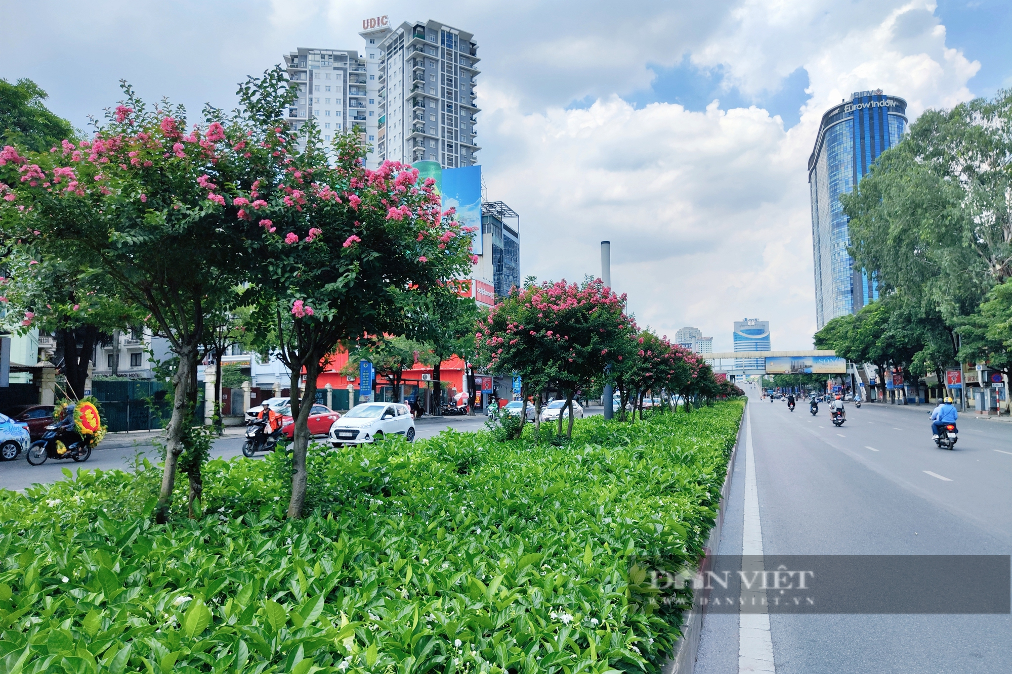 Hàng phong lá đỏ chết khô bị nhổ bỏ, hoa tương vi phủ sắc hồng trên đường Nguyễn Chí Thanh - Ảnh 13.