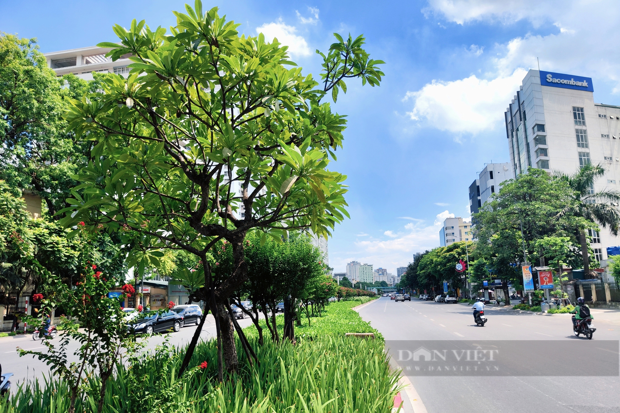 Hoa tường vi khoe sắc trên đường Nguyễn Chí Thanh sau khi phong lá đỏ bị nhổ bỏ  - Ảnh 11.