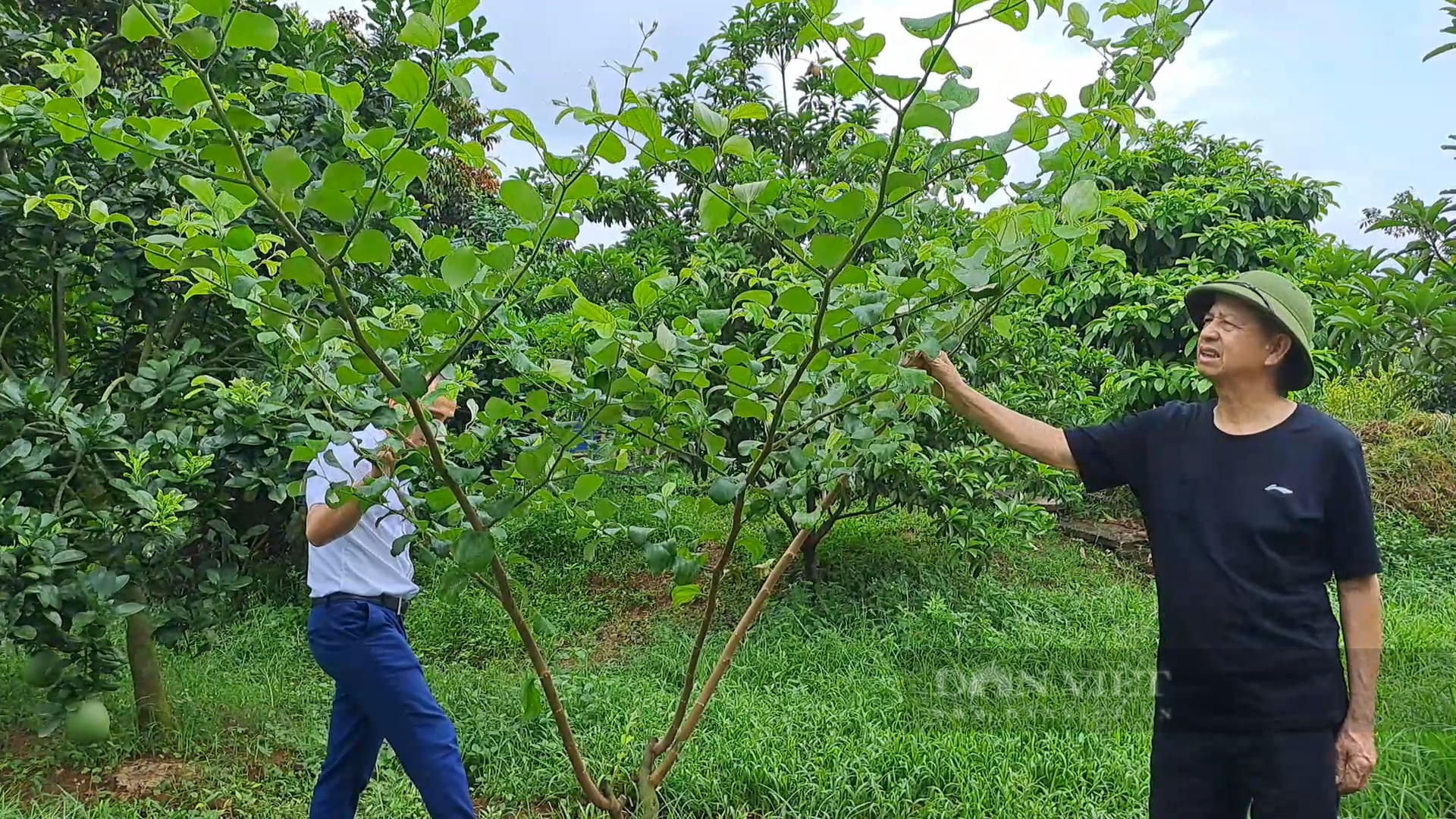 Trồng loại táo sai trĩu cành, ăn giòn, ngọt, nông dân ở xã này của Thái Nguyên giàu lên trông thấy - Ảnh 3.