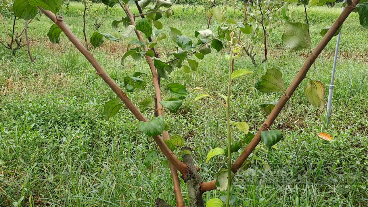 Trồng loại táo sai trĩu cành, ăn giòn, ngọt, nông dân ở xã này của Thái Nguyên giàu lên trông thấy - Ảnh 5.
