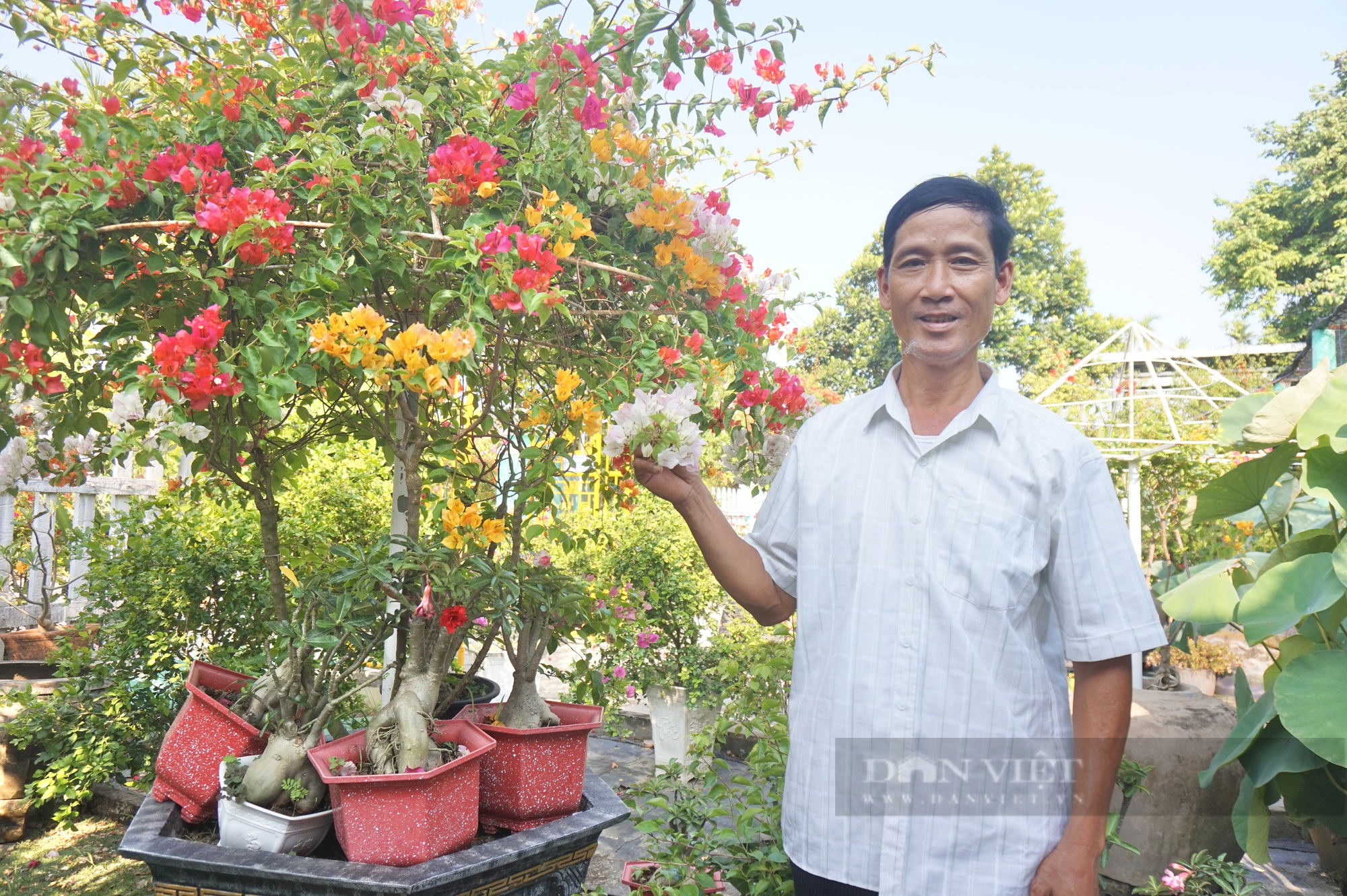 Vườn trồng hoa - cây cảnh ai ngang qua cũng khen, một nông dân Quảng Nam có thu nhập khấm khá - Ảnh 1.