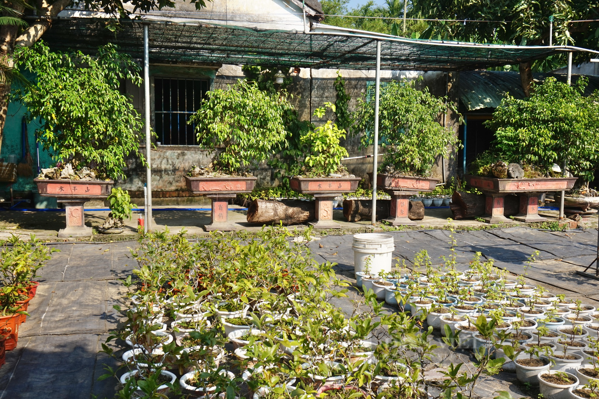 Vườn trồng hoa - cây cảnh ai ngang qua cũng khen, một nông dân Quảng Nam có thu nhập khấm khá - Ảnh 5.