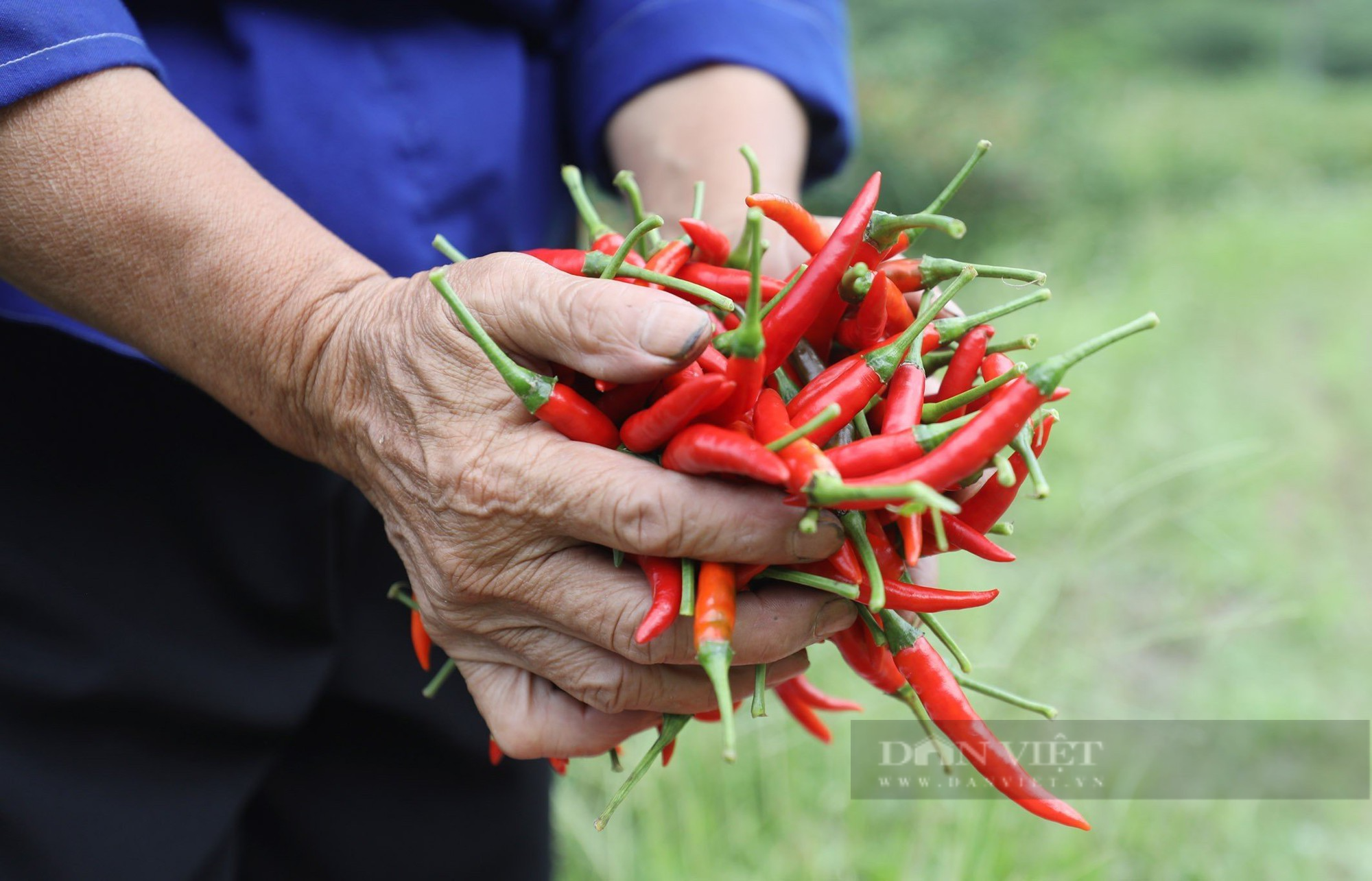 Ớt chín đỏ nông dân Lạng Sơn mở cờ trong bụng  - Ảnh 3.