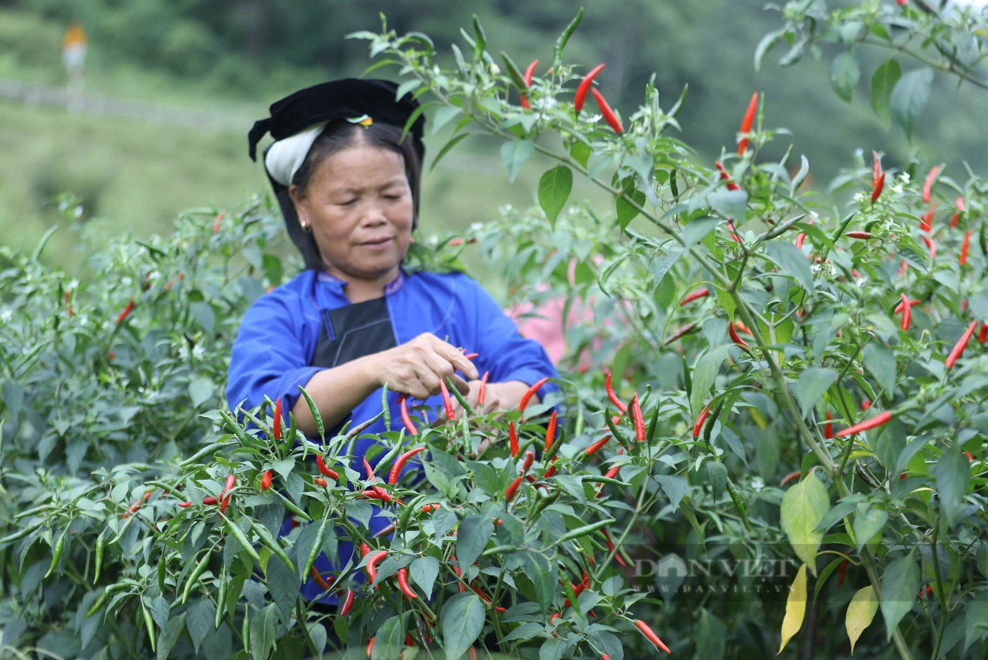 Ớt chín đỏ nông dân Lạng Sơn mở cờ trong bụng  - Ảnh 4.