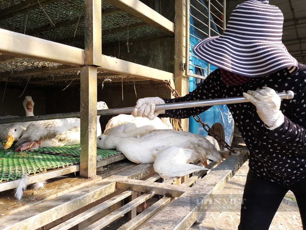 Giá gia cầm hôm nay 5/7: Giá gà trắng đạt mốc mới, nuôi vịt trên sàn lưới hiệu quả, ít dịch bệnh - Ảnh 3.