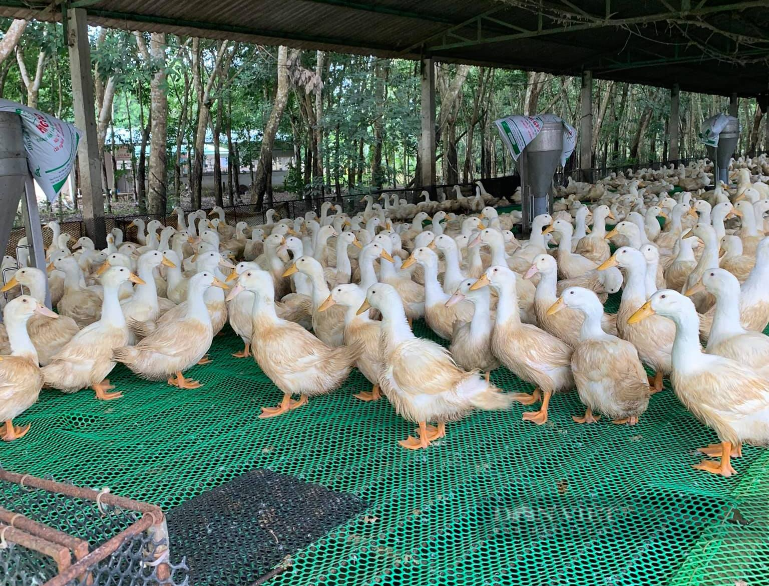 Giá gia cầm hôm nay 5/7: Giá gà trắng đạt mốc mới, nuôi vịt trên sàn lưới hiệu quả, ít dịch bệnh - Ảnh 4.