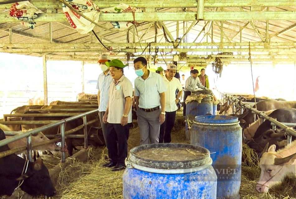 Chăn nuôi đại gia súc, giúp nông dân Mường Chà thoát nghèo - Ảnh 2.