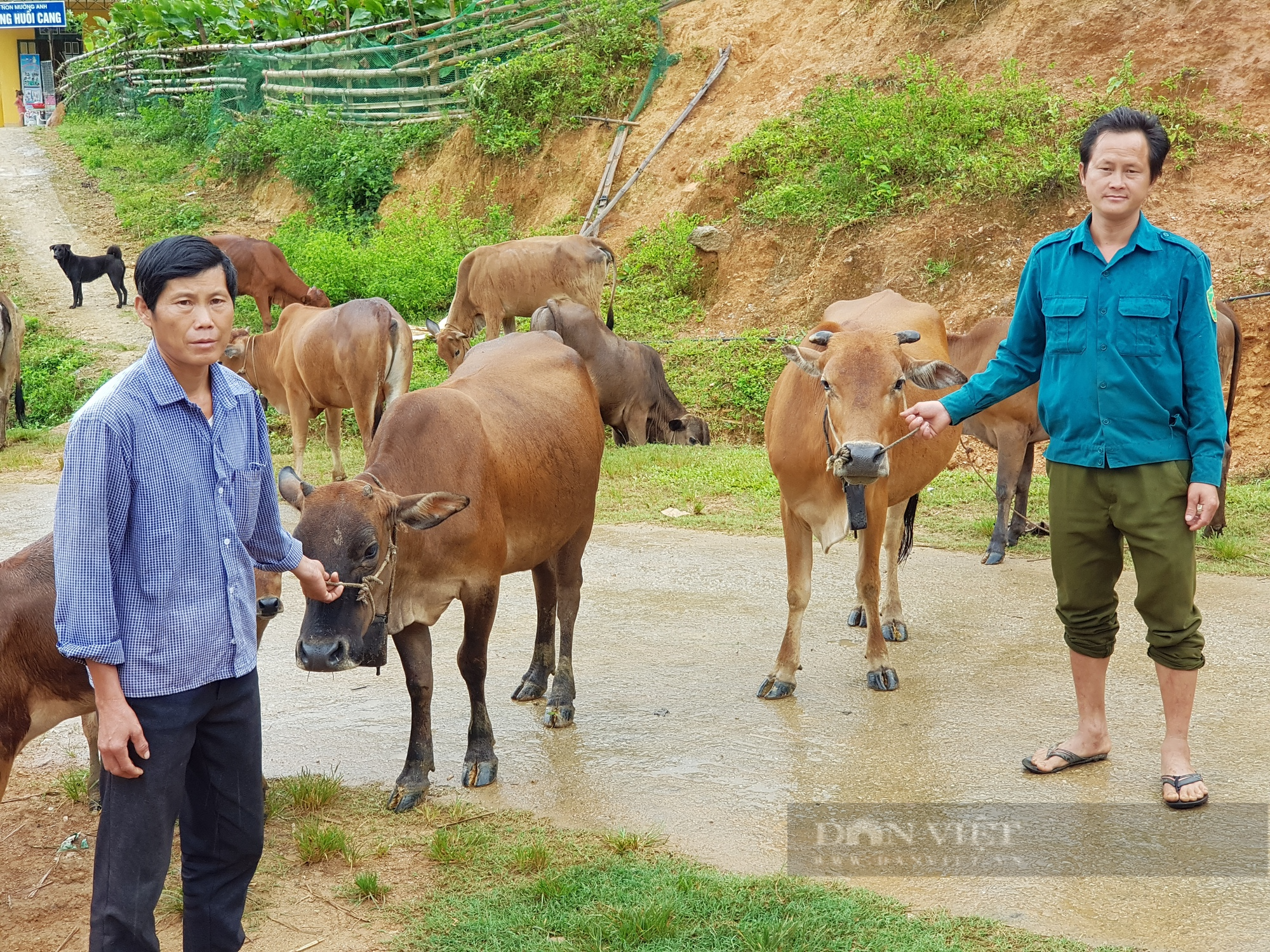 Chăn nuôi đại gia súc, giúp nông dân Mường Chà thoát nghèo - Ảnh 3.