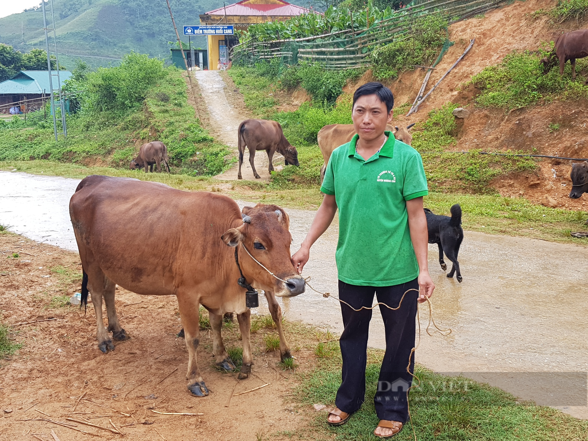 Chăn nuôi đại gia súc, giúp nông dân Mường Chà thoát nghèo - Ảnh 4.