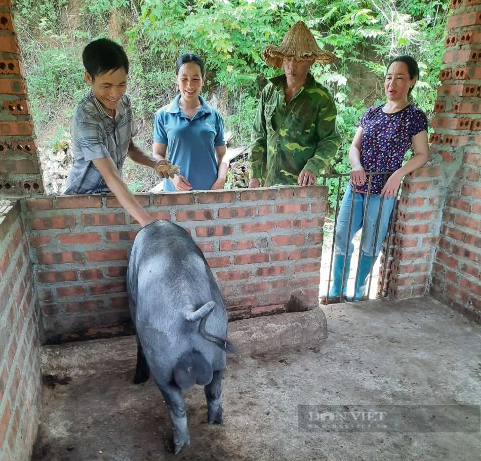 Nuôi lợn mán, ăn rau rừng một nông dân ở Điện Biên thu hơn 500 triệu/năm - Ảnh 1.