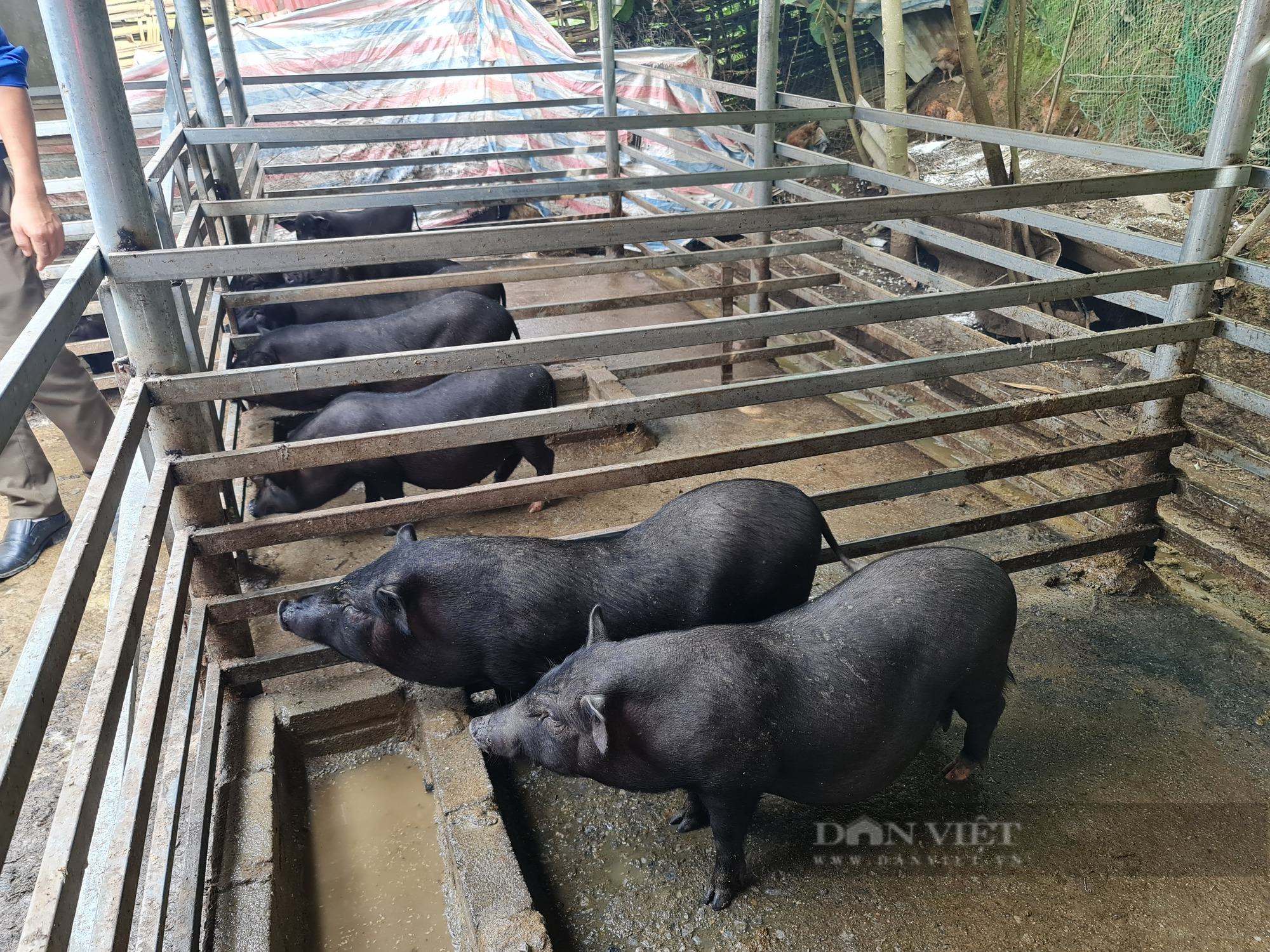 Nuôi lợn mán, ăn rau rừng một nông dân ở Điện Biên thu hơn 500 triệu/năm - Ảnh 2.
