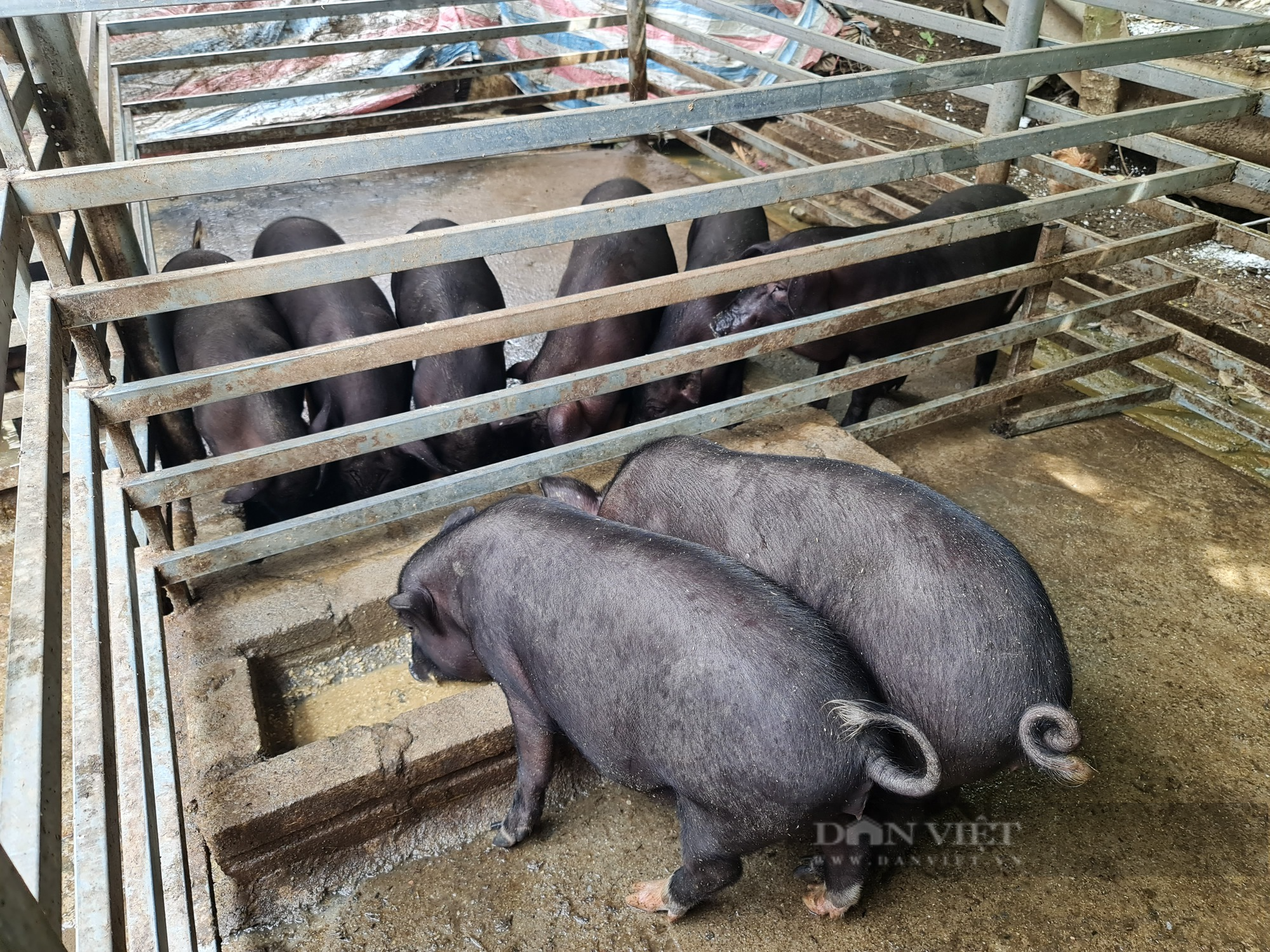 Nuôi lợn mán, ăn rau rừng một nông dân ở Điện Biên thu hơn 500 triệu/năm - Ảnh 3.