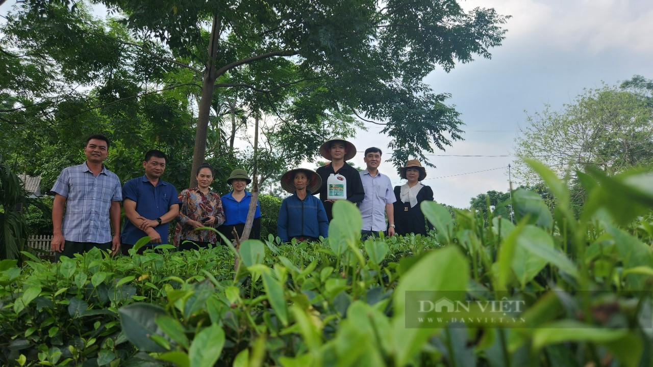 Hội Nông dân tỉnh Thái Nguyên tập huấn, giải ngân 800 triệu đồng cho 14 hộ hội viên phát triển cây chè  - Ảnh 4.