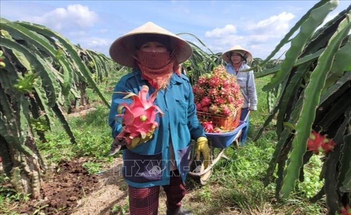 Bà Rịa - Vũng Tàu: Bước vào chính vụ, giá thanh long lại 'chạm đáy' - Ảnh 1.