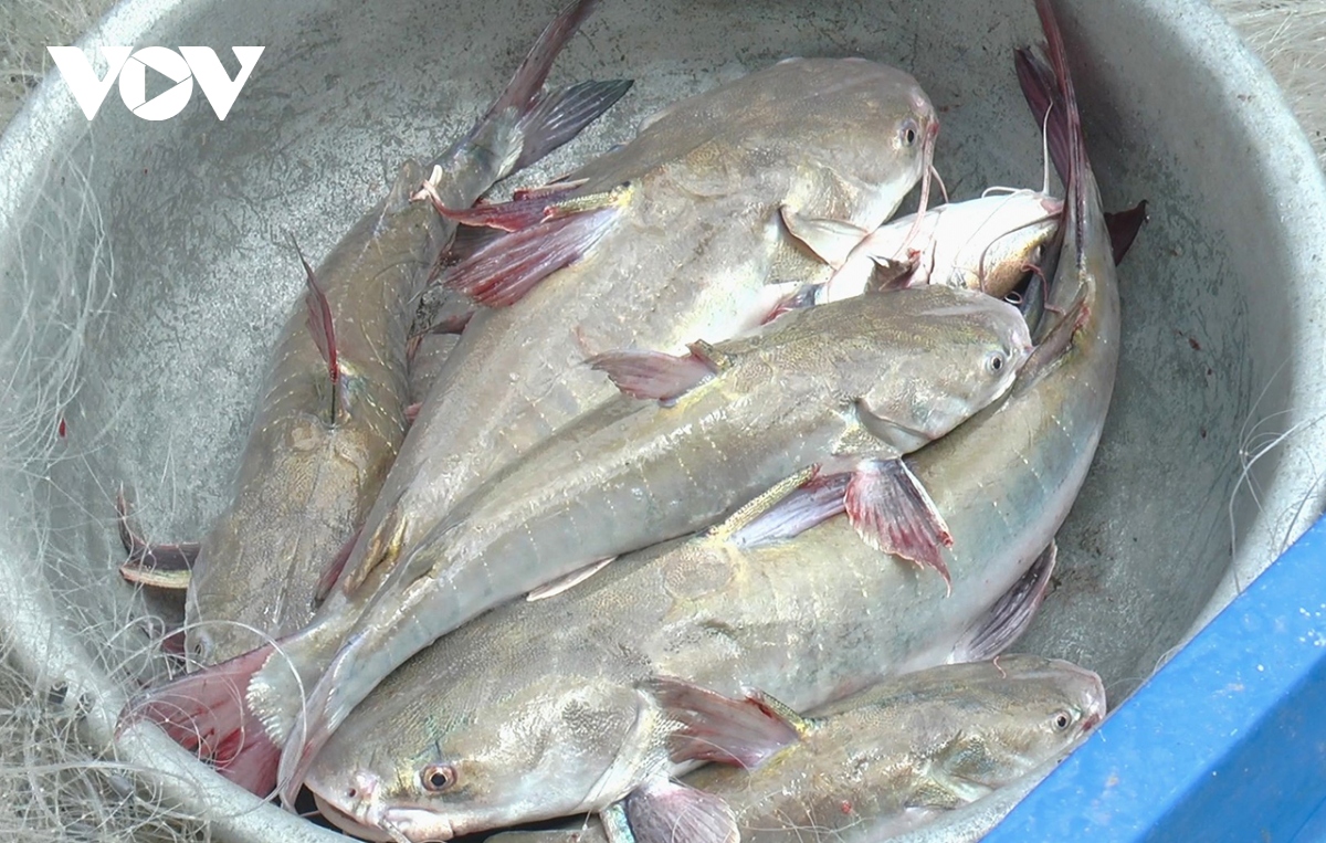 Đi săn loài cá da trơn nói tên xong phải hỏi lại vài lần, người dân Cà Mau kiếm tiền triệu mỗi ngày - Ảnh 1.