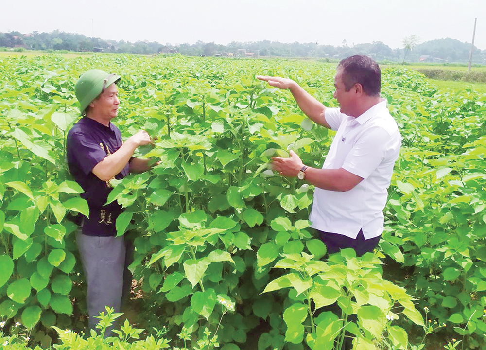 Cây gai xanh cho người nông dân những vụ thu liên tiếp, vụ nào cũng thắng lợi - Ảnh 1.