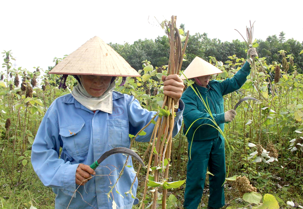 Cây gai xanh cho người nông dân những vụ thu liên tiếp, vụ nào cũng thắng lợi - Ảnh 2.