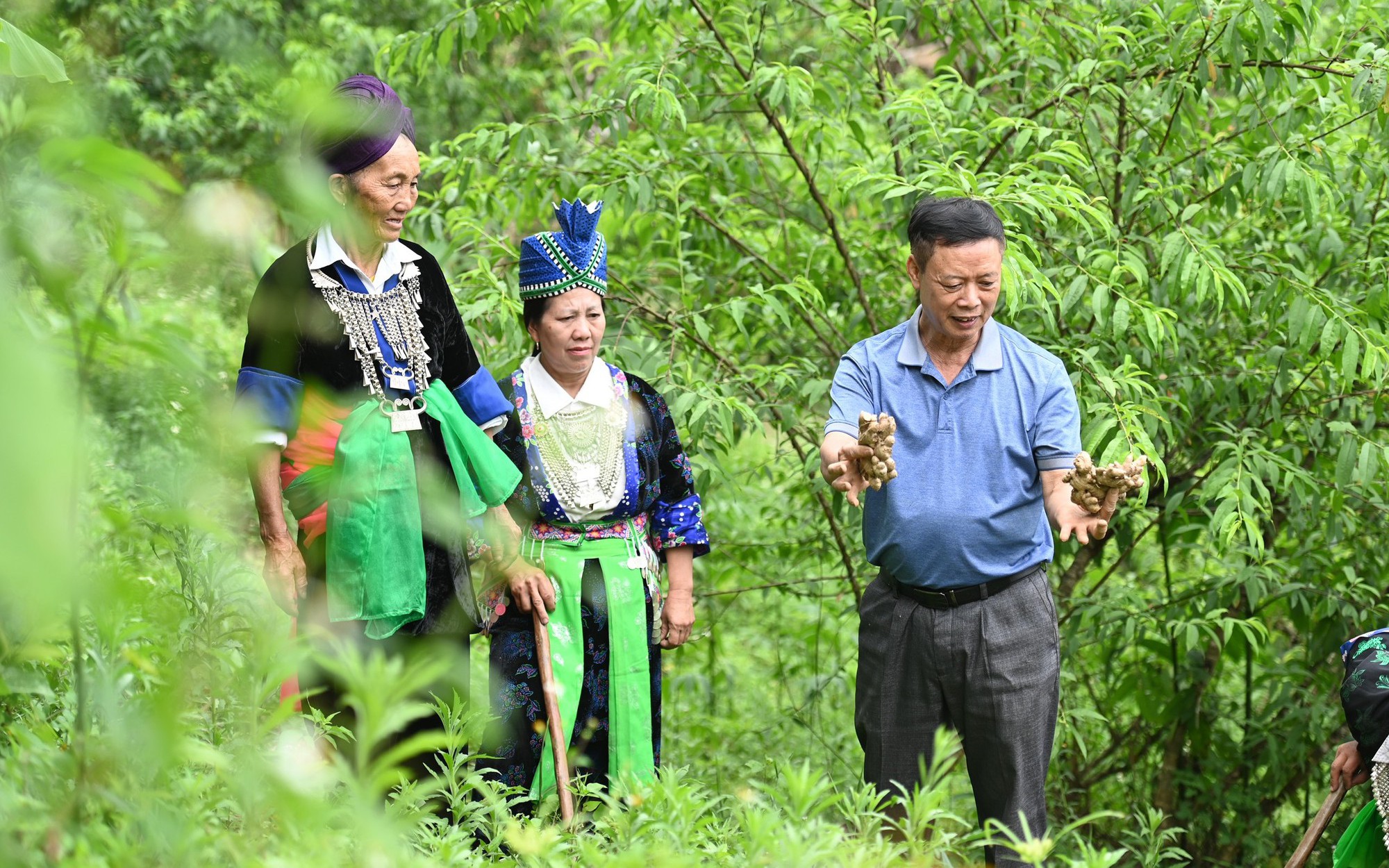Sản phẩm OCOP đến từ huyện Kỳ Sơn của Nghệ An là một loại củ thơm, cay, làm gia vị hay mứt đều ngon