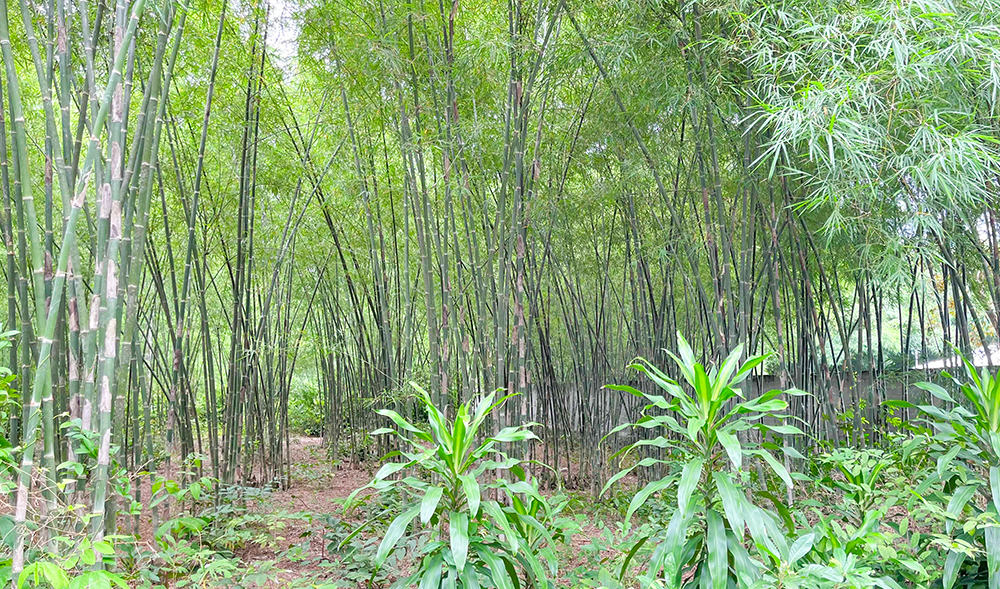 An Giang: Loại &quot;rau rừng&quot; ngon đặc biệt cứ hễ mưa xong là mọc lên như nấm càng ngày càng được &quot;săn lùng&quot; - Ảnh 1.