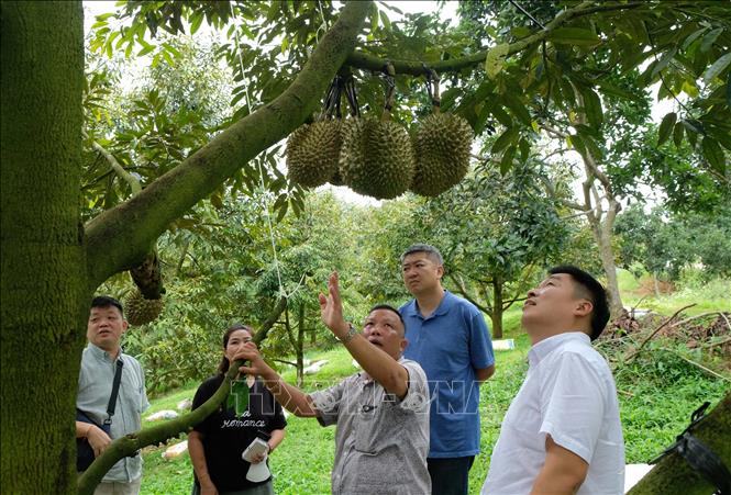 Vùng đất ở Lâm Đồng, nông dân hái &quot;quả tiền tỷ&quot;, vườn sực nức mùi thơm, cả xã thu 800 tỷ - Ảnh 1.