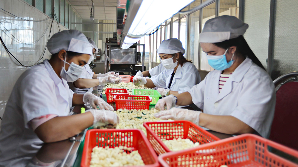 Loại quả bóc ra thứ hạt ăn bổ dưỡng, tóc mượt, sáng da, bán tươi ở Lâm Đồng giá cao nhất 110.000 đồng/kg - Ảnh 1.