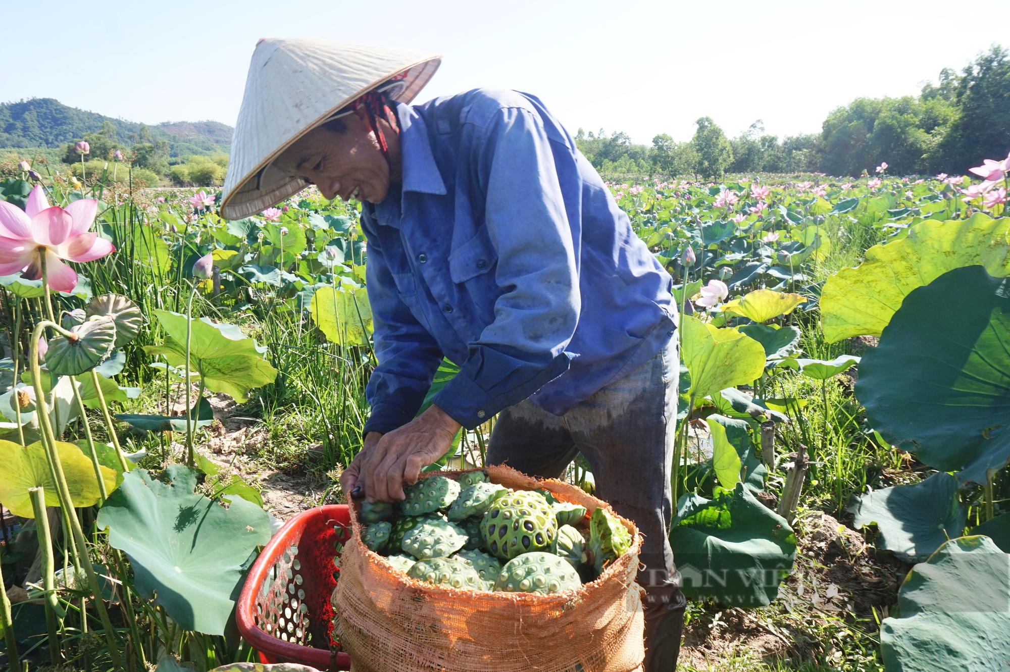 Trồng sen cứ 3 ngày lại được thu hoạch, nông dân Quảng Nam lãi gấp 4-5 lần trồng lúa - Ảnh 4.
