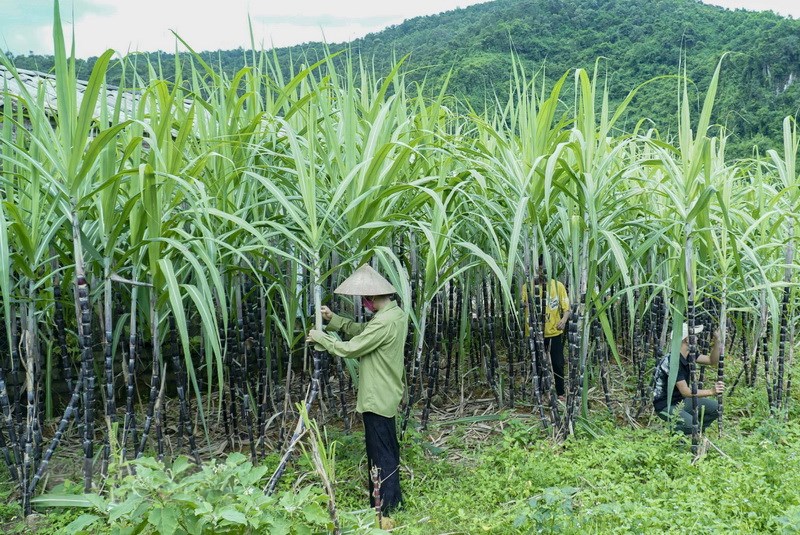Chủ tịch Đặng Văn Thành: Tập đoàn TTC cam kết đầu tư mạnh mẽ vào lĩnh vực nông nghiệp - Ảnh 2.