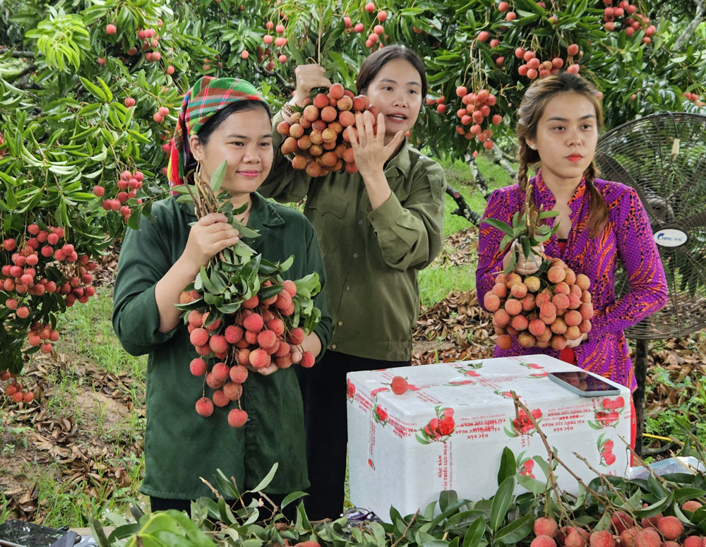 Kết nối hỗ trợ thanh niên khởi nghiệp kinh doanh, quảng bá nông sản trên nền tảng số - Ảnh 3.