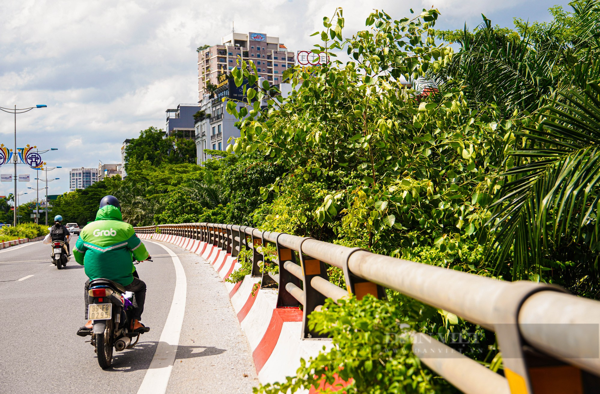Cận cảnh nhiều cây xanh đội gầm đường trên cao tại Hà Nội - Ảnh 12.
