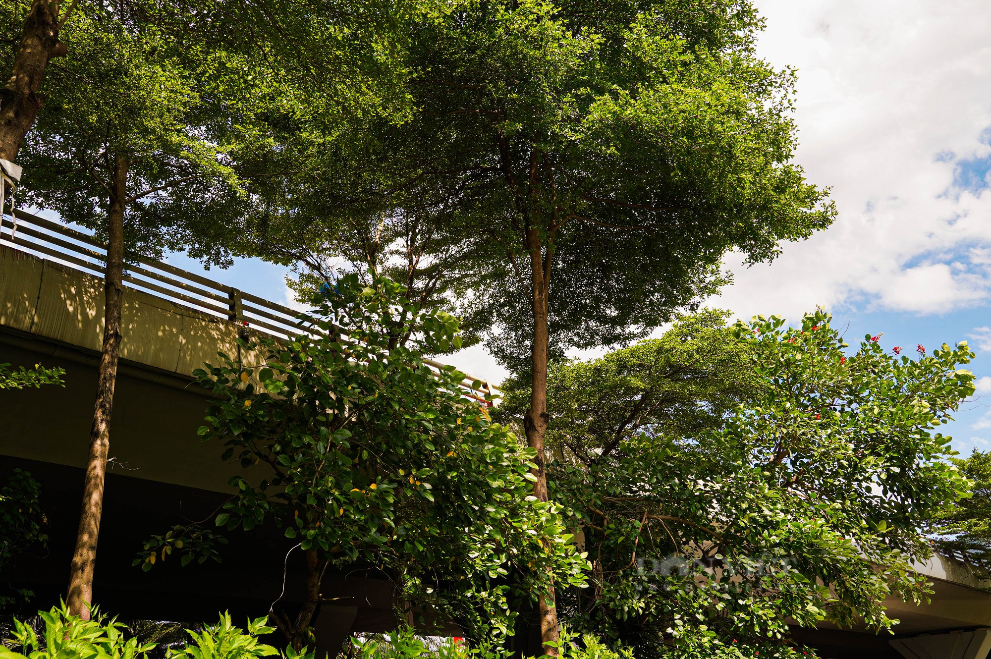 Cận cảnh nhiều cây xanh đội gầm đường trên cao tại Hà Nội - Ảnh 11.