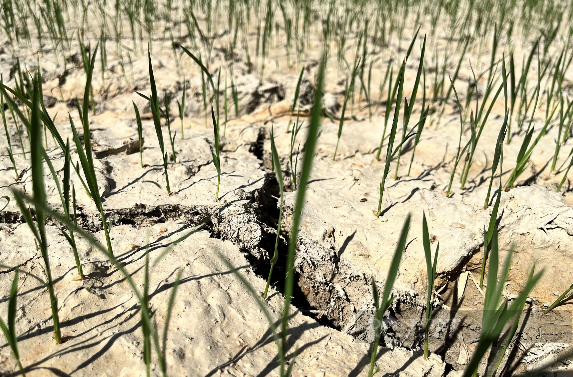 Nghệ An: Nắng nóng kéo dài hồ đập cạn trơ đáy, ruộng đồng nứt nẻ, lúa ngô chết cháy ngoài đồng - Ảnh 5.