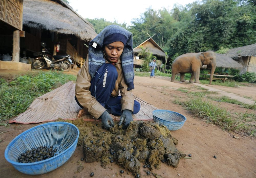 Cà phê phân voi giá hơn triệu đồng/ ly trở thành thức uống đắt đỏ nhất thế giới - Ảnh 6.