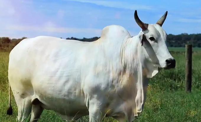 Vì sao một con bò trắng muốt lại được bán với giá kỷ lục hơn 101 tỷ đồng? - Ảnh 2.
