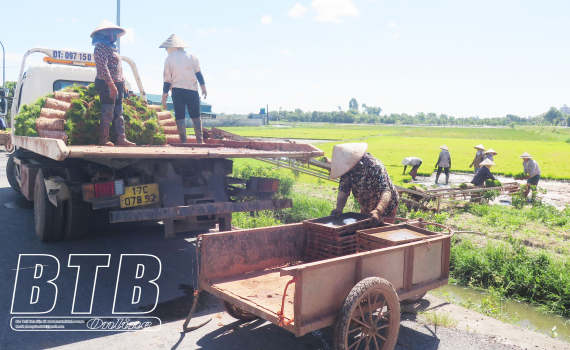 Đầu tư máy cấy mới từ 4 hàng lên 6 hàng, chị nông dân Thái Bình làm 20 mẫu ruộng mà nhàn tênh - Ảnh 1.