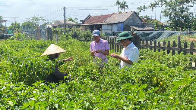 TT-Huế: Hơn 52.000 hộ hội viên nông dân đăng ký phấn đấu đạt danh hiệu nông dân sản xuất kinh doanh giỏi  - Ảnh 3.