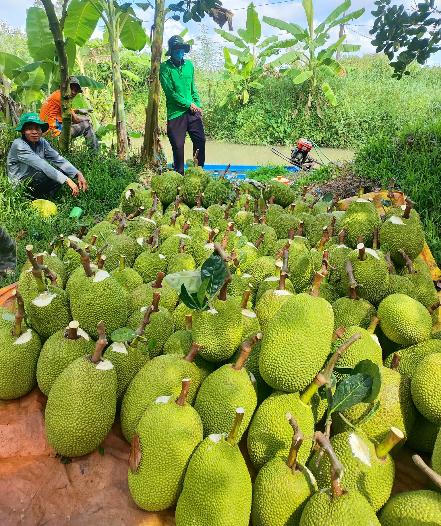 Giá mít Thái hôm nay 8/7: Giá mít tăng nhẹ và được dự báo tiếp tục tăng trong thời gian tới - Ảnh 1.